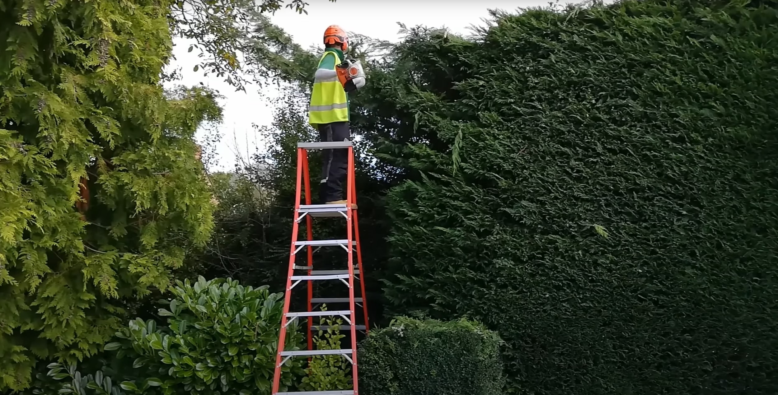 Professional tree trimming and pruning on ladder in Lakewood, CA