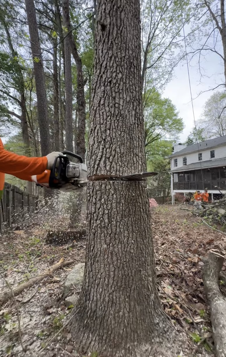 Expert tree removal services - Licensed arborists using professional equipment Professional arborist safely cutting large tree trunk with chainsaw during tree removal service in Lakewood