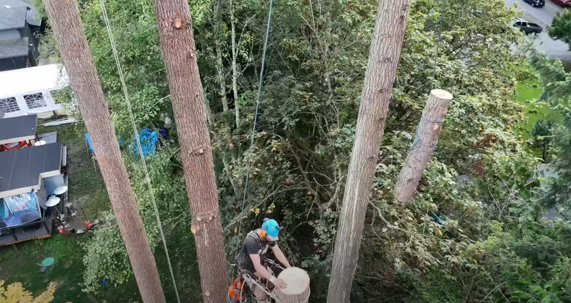 Aerial tree work - Safe tree removal near homes with expert precision Aerial view of tree service professionals working safely near residential home with precision cutting