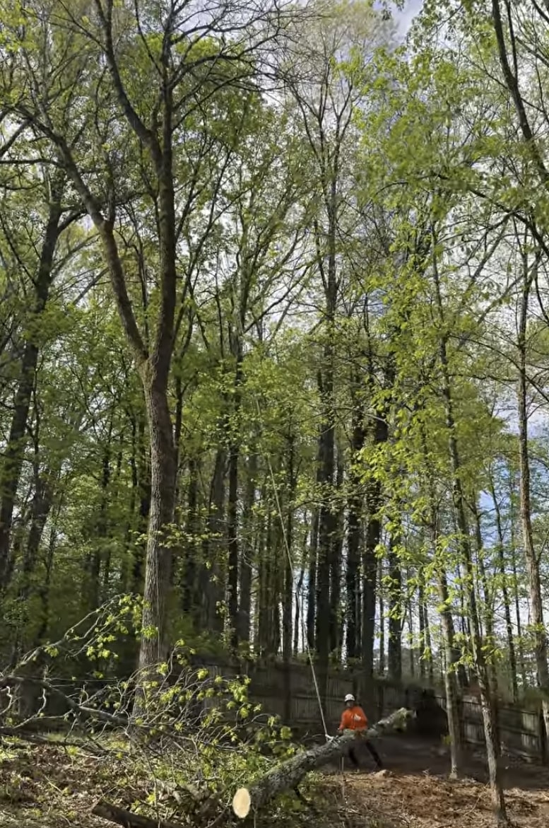 Professional land clearing services - Expert tree management in natural settings Tree service professional working in wooded area with safety equipment for land clearing and tree maintenance