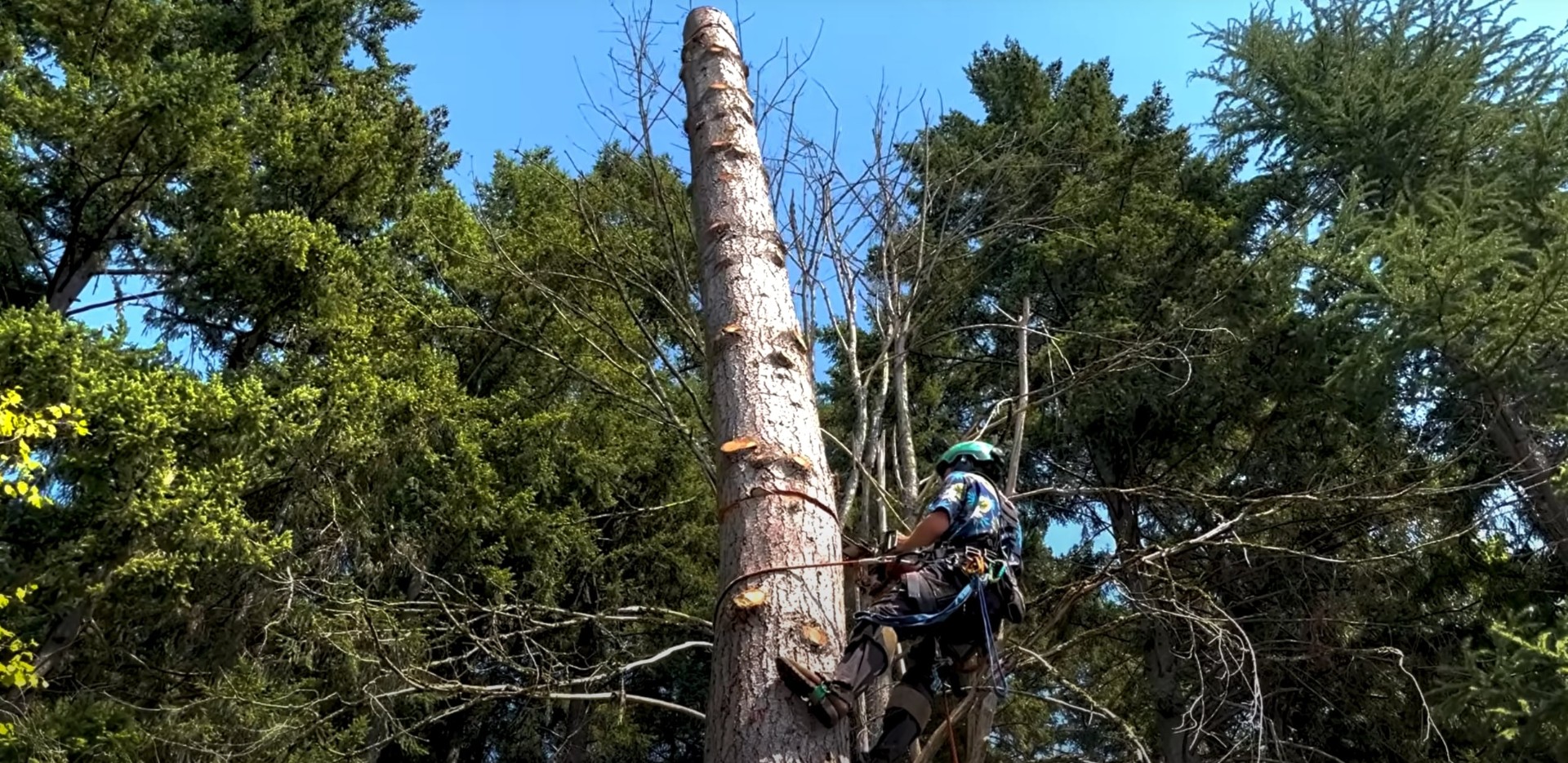 Tree climbing specialists - Certified arborists using professional climbing techniques Professional tree climber with safety harness working on tall tree removal using specialized equipment