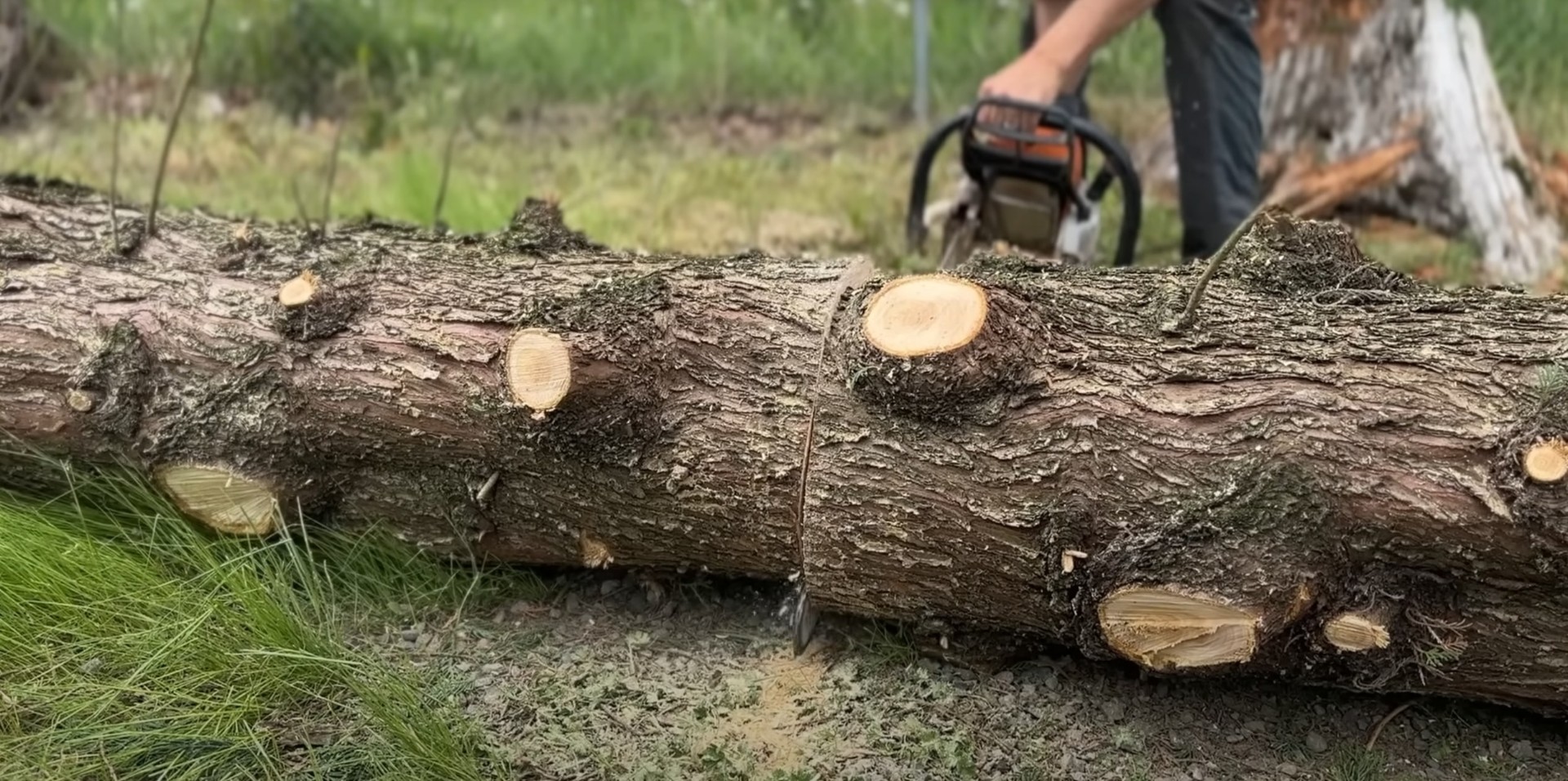 Professional tree cutting results - Expert sectioning and removal techniques Large cut tree logs showing proper sectioning technique used by professional tree service contractors