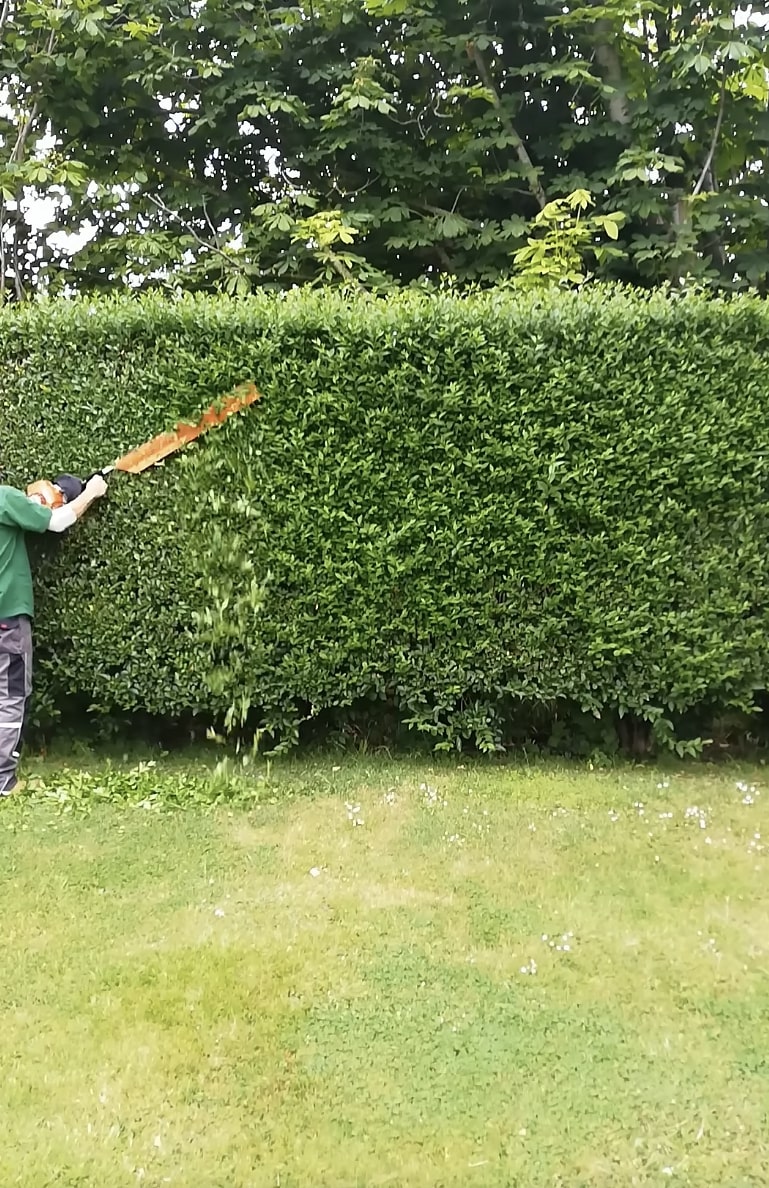 Hedge trimming services - Expert pruning for healthy landscape maintenance Tree service specialist trimming hedge with professional tools for landscape maintenance and shrub care
