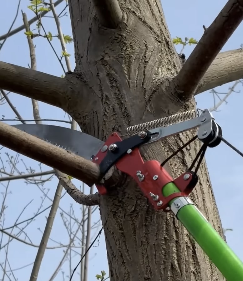 Expert tree trimming equipment - Professional pruning tools for healthy tree growth Professional pole saw attachment being used for precise tree branch trimming and pruning services