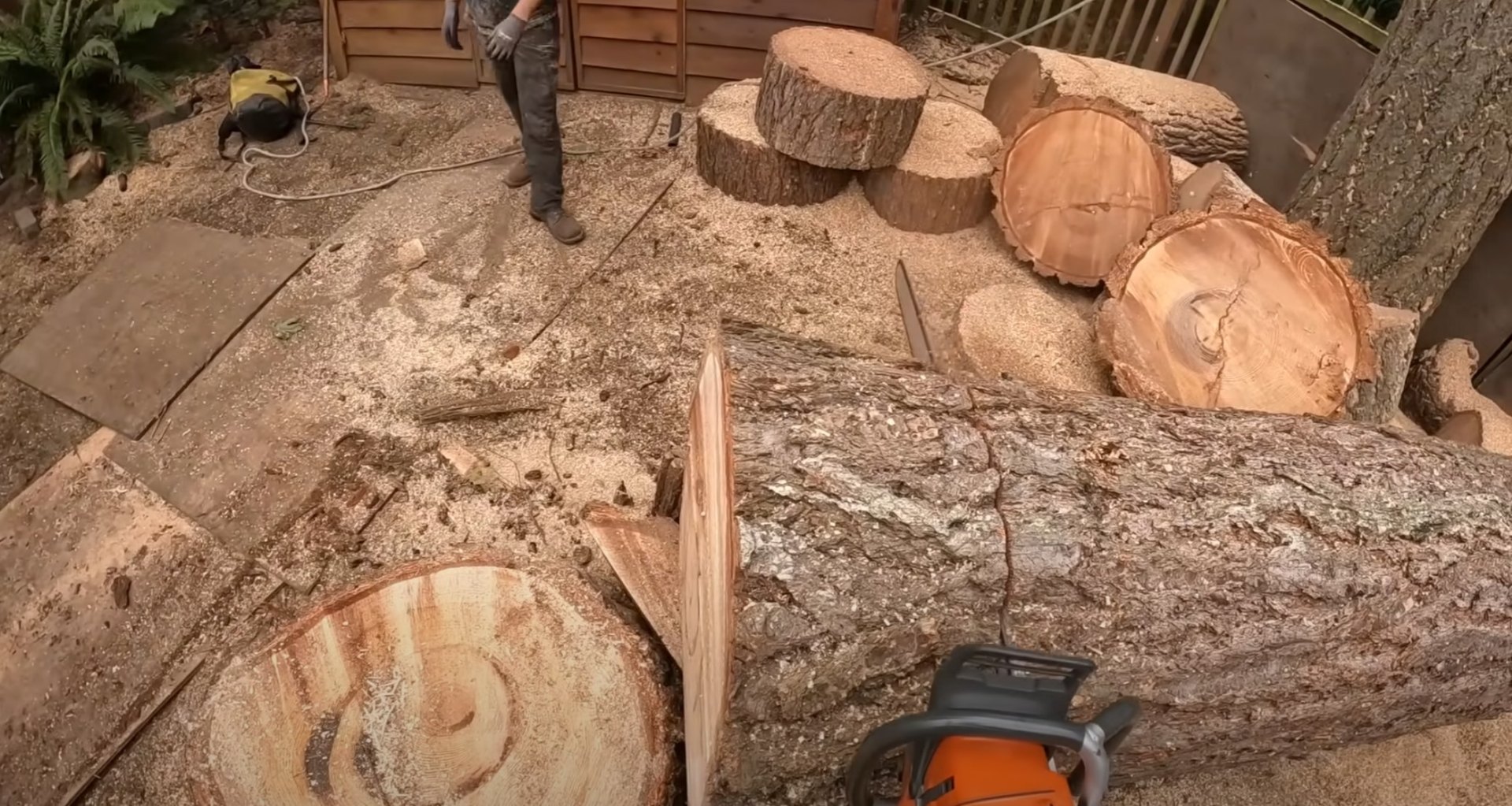 Professional tree sectioning - Expert cutting results from certified arborists Large tree logs and wood sections after professional tree removal showing quality cutting work