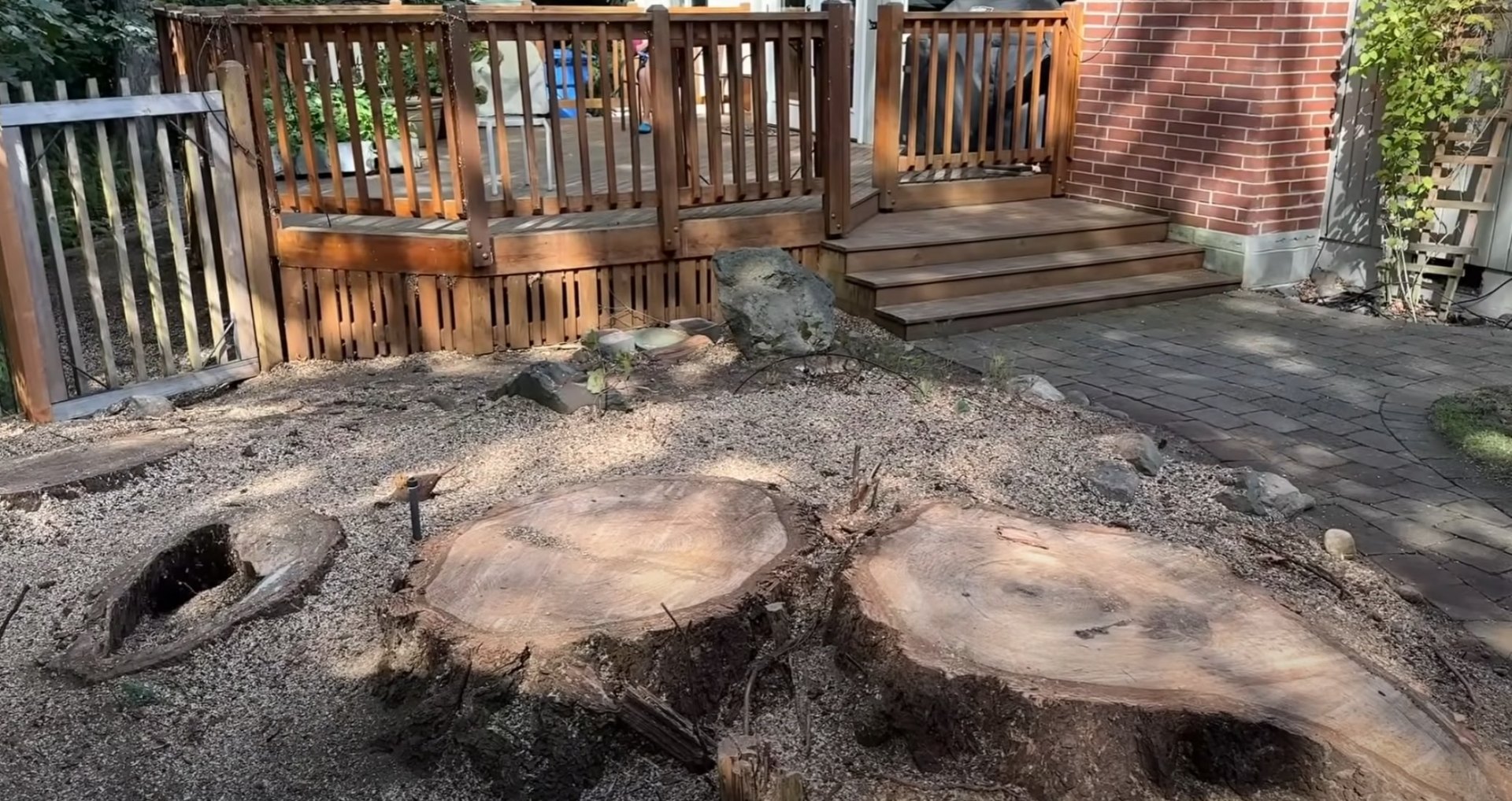 Stump removal before - Professional assessment for complete stump grinding services Tree stumps in residential backyard showing before state for stump grinding and removal services